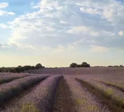 Campos de Lavanda en Brihuega