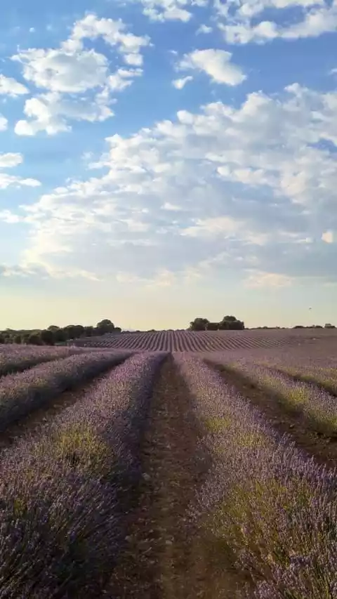 Campos de Lavanda en Brihuega